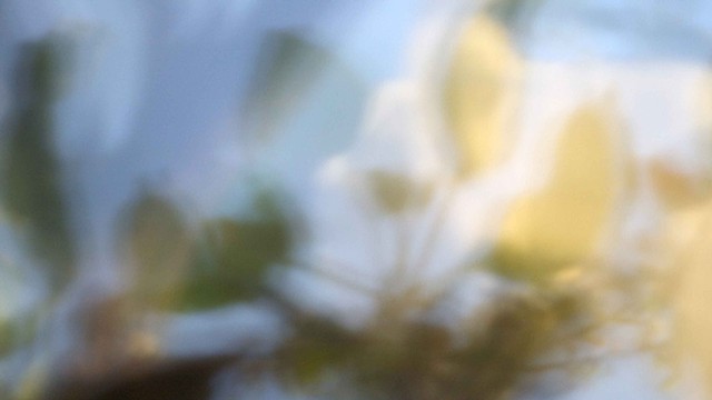 Apple Blossoms XVIII
