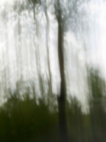 Trees XXXIV