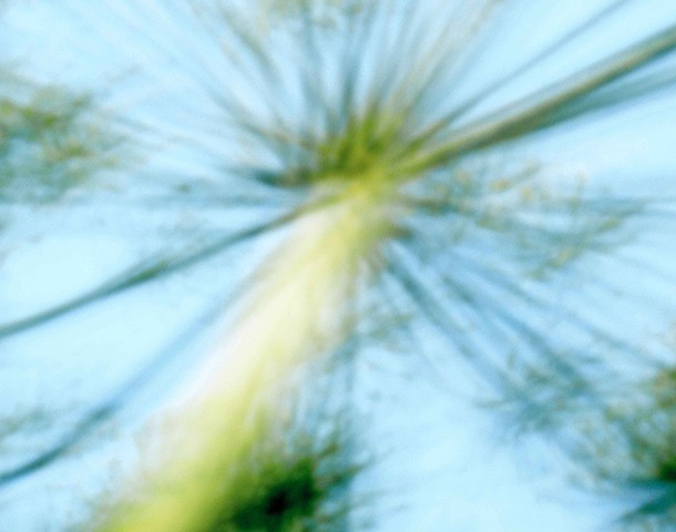 Dill I