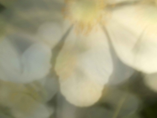 flora