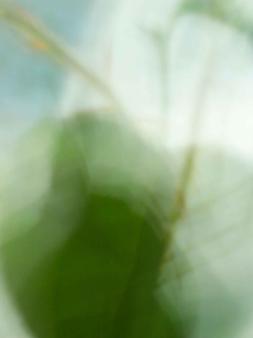 Salal I