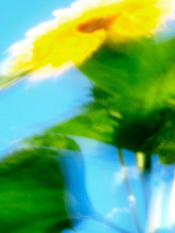 Sunflowers IX