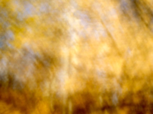 Trees XXIX