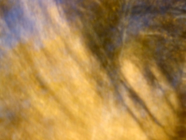 Trees XXVIII