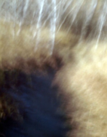Walk IX