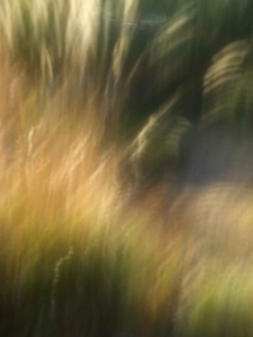 Grasses II