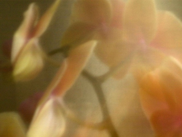 Orchid XIV