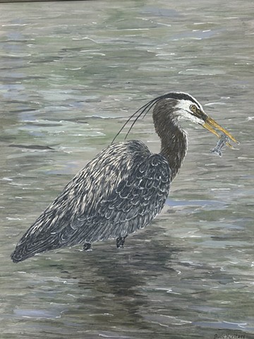 Blue Heron