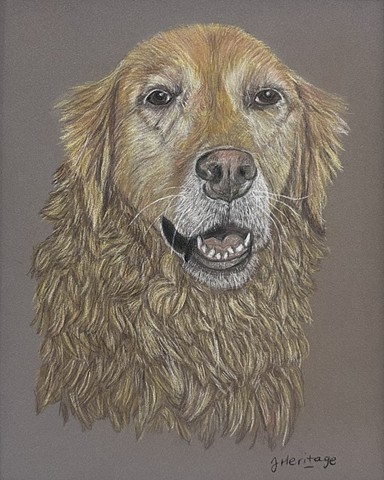 Pet Portraits 