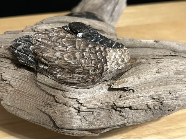 Sleeping Canada Goose