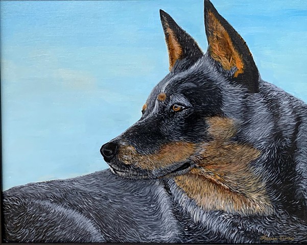 Australian Cattle Dog