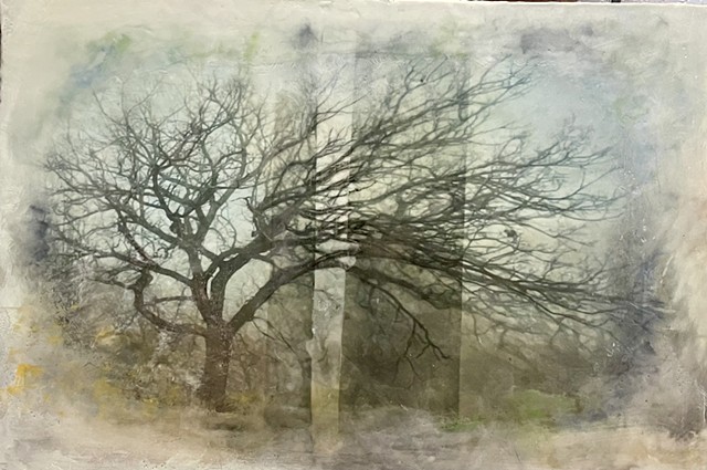 ancient trees memories time beauty windswept bluff mysterious 