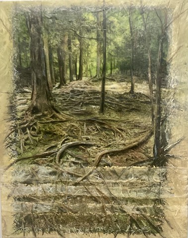 trees resiliance ,gnarled roots, survival, adaptation photo encaustic