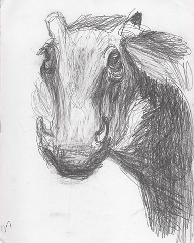 Warthog