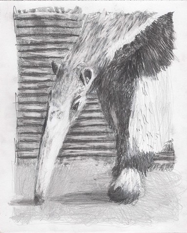 Anteater