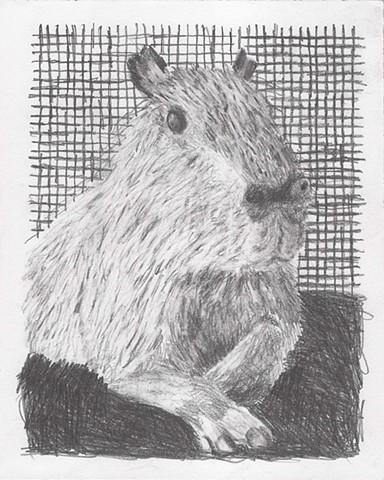 Capybara