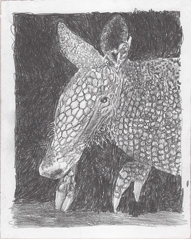 Armadillo