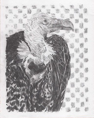 Vulture