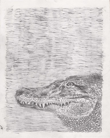 Aligator