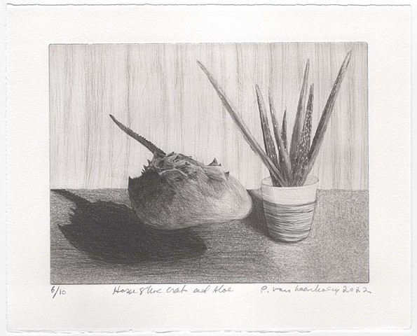 Horseshoe Crab and Aloe