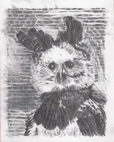 Harpy Eagle