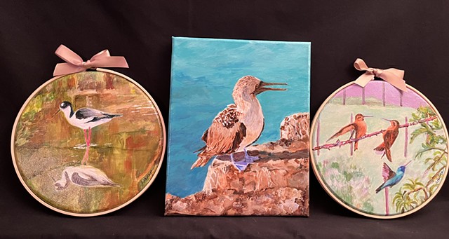 Birds of the Galapagos Islands