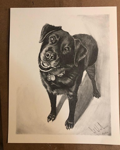 pet portrait