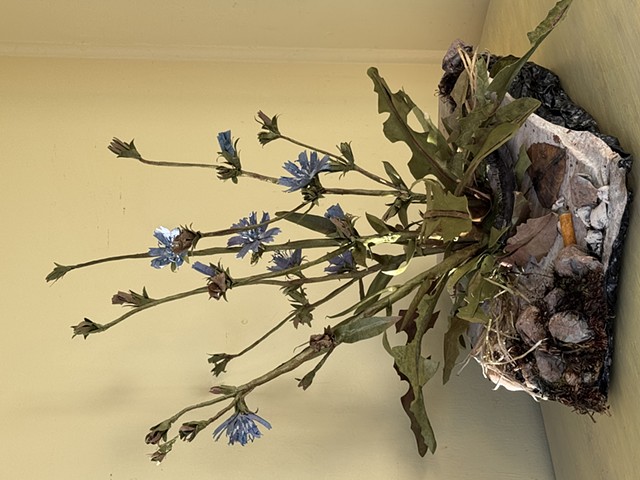 Chicory and Cement - A Bridgeport Study