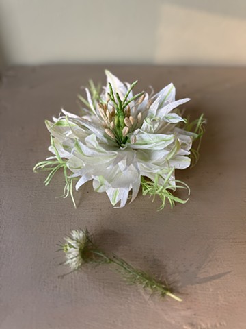 Double flowered nigella, x10