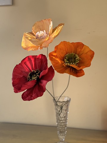 Icelanic Poppy Class