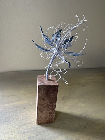 Single Nigella, White