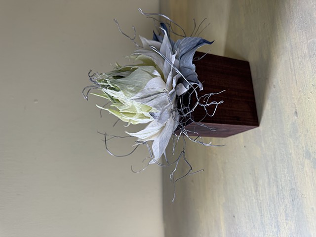 Double Nigella, Barbed Wire