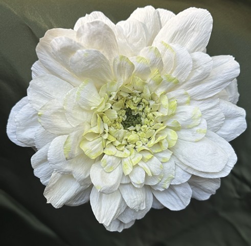 Feverfew blossom, x10