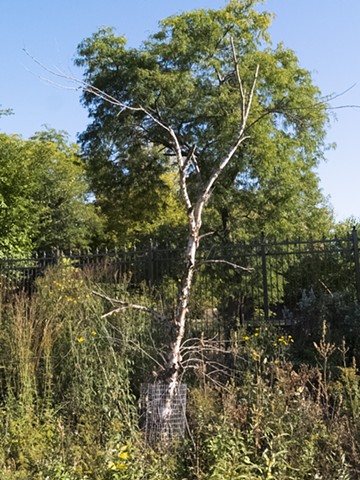 dead tree left in place with beaver guards to provide habitat for birds and insects