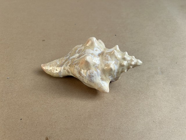Sea Shell
