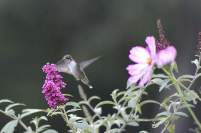 Hummingbird