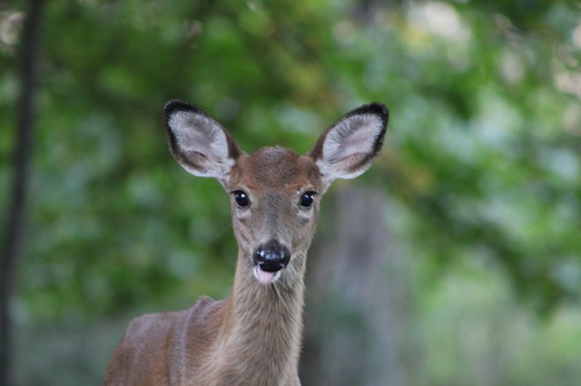 Fawn