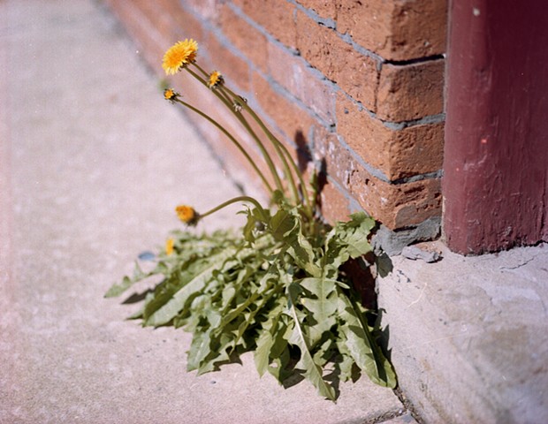 Dandylion/Brick