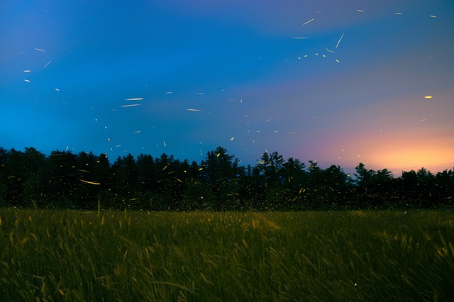 Fireflies