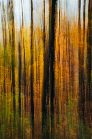 Forest Blur