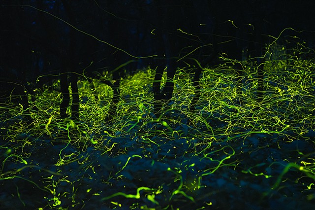 Forest Resonance