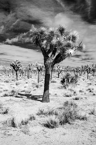Joshua Tree