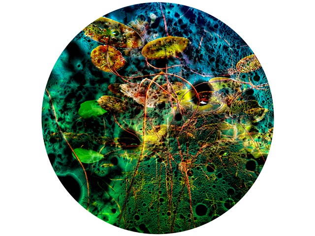 Lunar Lily Illumination