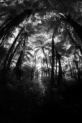 Tree Ferns