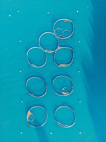 Salmon Farm II