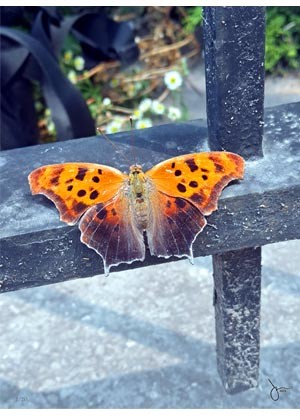 Question Mark Butterfly?