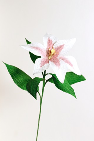 Stargazer Lily