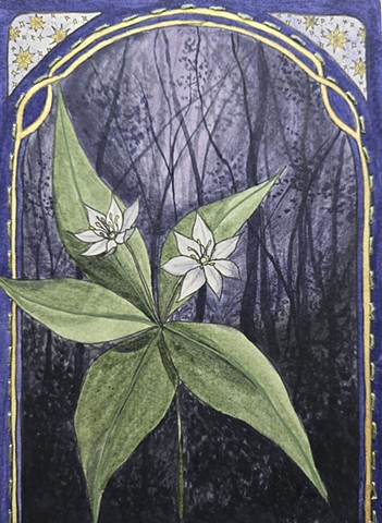 Starflower