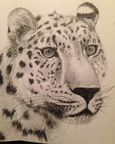 Sajan's Cheetah