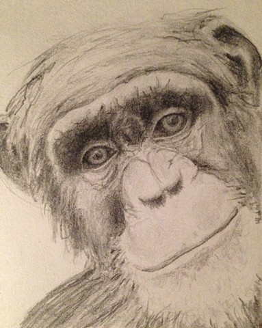 Sajan's Chimpanzee